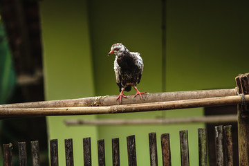 homing pigeon, racing pigeon or domestic messenger pigeon sitting on bamboo