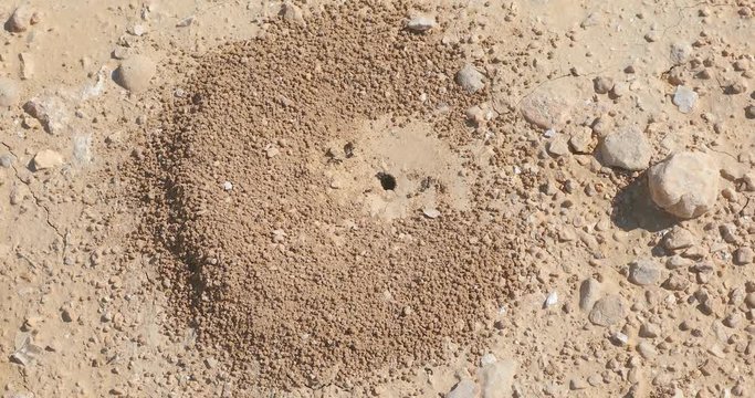 Slow zooming to black ants colony who is builds his new anthill in the desert after rain