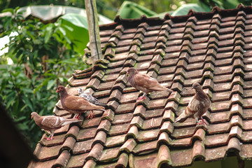 homing pigeon, racing pigeon or domestic messenger pigeon sitting on old village roof.