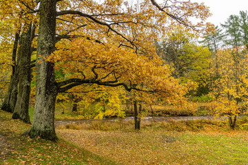 Naklejka premium Beautiful Autumn forest in raining day