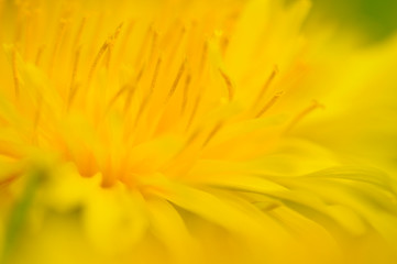Löwenzahn (Taraxacum officinale)