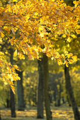 Lush yellow oak foliage on a sunny Indian summer day vertical orientation