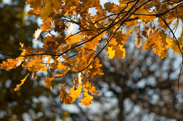 Sunlit oak branch with yellow leaves in Indian summer on a blurred background