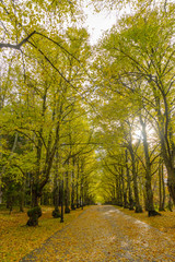 Obraz premium Beautiful Autumn forest in raining day