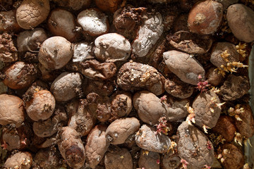 Pile of rotting potatoes waste