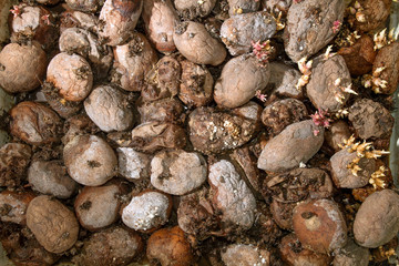 Pile of rotting potatoes waste