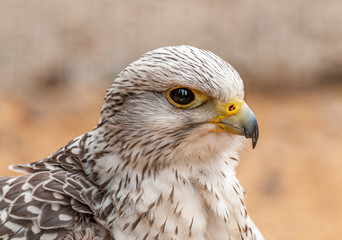 portrait of bird of prey