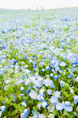 Close-up of Nemophila menziesii (baby blue-eyed flower)