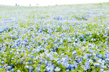 Blue sky and Nemophila menziesii (baby blue eyes flower), flower field at Hitachi Seaside park,  Spring, Ibaraki, Japan 