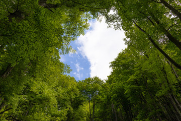Hayedo (bosque) en primavera