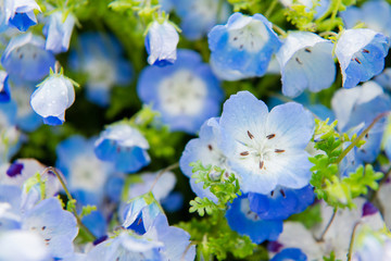 Close-up of Nemophila menziesii (baby blue-eyed flower)