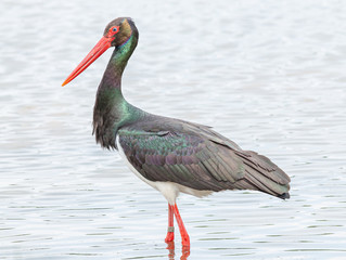 black stork standing in water
