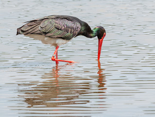 black stork fishing