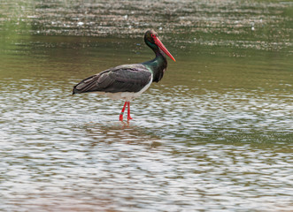 black stork in water