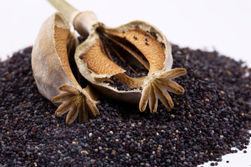 Closeup of ripe dry poppy (Papaver sp.) seed head and seeds isolated