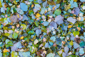 The autumn background or texture of birch, elm, poplar, maple and alder leaves of brown, yellow, red, orange colores on the asphalt pavement in the forest on in the park way after rain