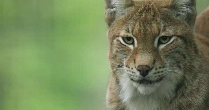 Portrait of a Lynx lying in the forest during the autumn