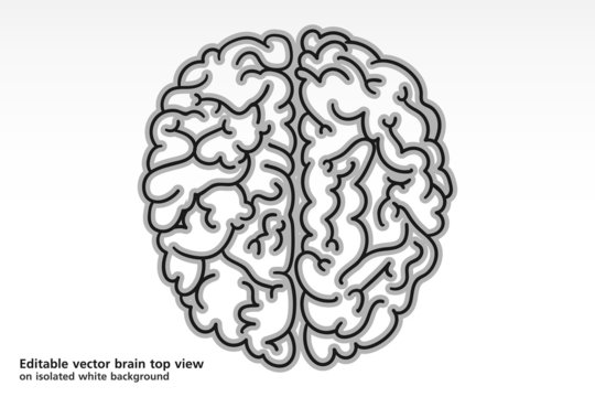 editable vector brain top view on isolated white background