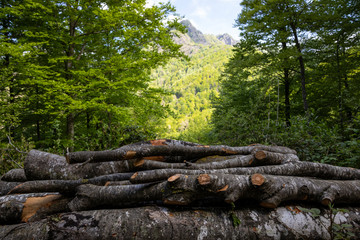 Hayedo (bosque) en primavera