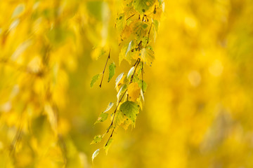 Yellow leaves on a tree in the fall