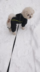 Bichon dog on a leash in winter jacket in the snow.