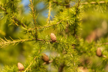 Green needles and cones on the branches of larch