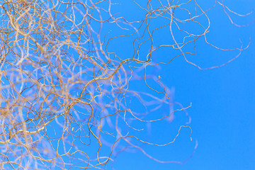 Bare branches of a curly tree on a background of blue sky