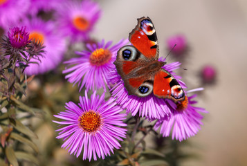Butterfly on pink flowers with a purple tint