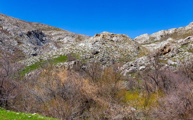 Fototapeta na wymiar Dry tree on the rocks in the mountains