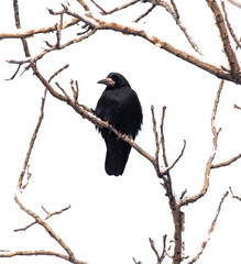 Black raven on tree branches isolated on a white background