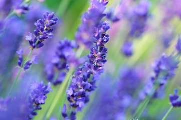 Obraz premium Lavendel