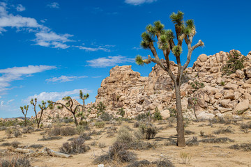 Rock formations and a Joshua Tree, in Joshua Tree National Park, California