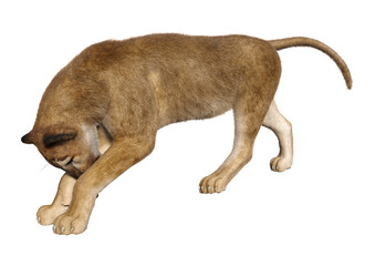 Obraz premium 3D Rendering Big Cat Puma on White