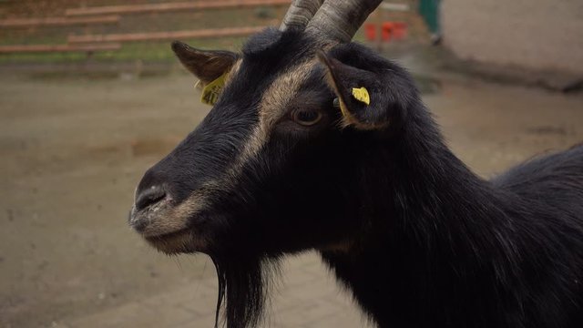Close up portrait of goat.