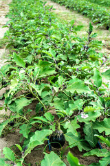 Eggplant on the field. Growing Eggplant in plantation.