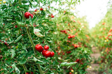 Small tomatoes in greenhouse