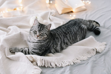 Funny Scottish straight cat lying on the blanket. Home pet cute kitten close up photo. Cat Portrait.Cozy home concept. hygge style © paralisart