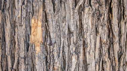 Textura corteza