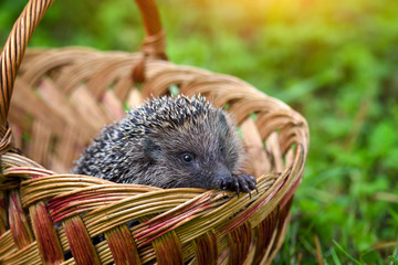 Hedgehog (Erinaceus Europaeus) in a basket on green grass © nmelnychuk