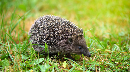 Hedgehog, (Scientific name: Erinaceus europaeus) wild, native, European hedgehog on green grass.