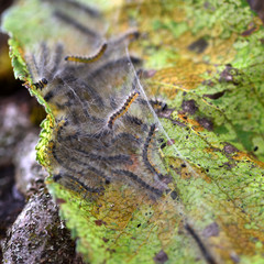 Caterpillars of the Aporia crataegi (black-veined white) eating apple leaves, close up macro...