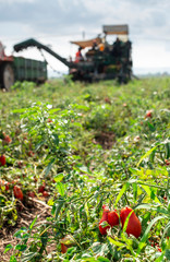 Picking tomatoes. Tractor harvester harvest tomatoes and load on truck. Automatization agriculture concept with tomatoes.