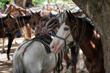 horse in farm in Costa Rica