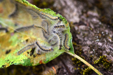 Caterpillars of the Aporia crataegi (black-veined white) eating apple leaves, close up macro detail, soft blurry bokeh