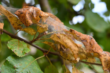 The branches of the aplle tree in the disease web. The leaves are affected by caterpillars