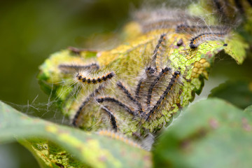 Caterpillars of the Aporia crataegi (black-veined white) eating apple leaves, close up macro detail, soft blurry bokeh