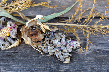 Corn smut (Ustilago zeae Unger). Ustilago maydis disease on corn cob