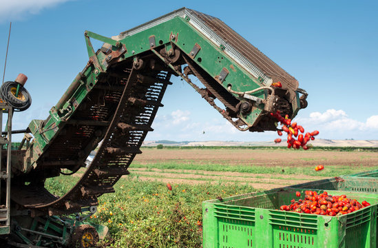 Machine with transport line for picking tomatoes on the field. Tractor harvester harvest tomatoes.