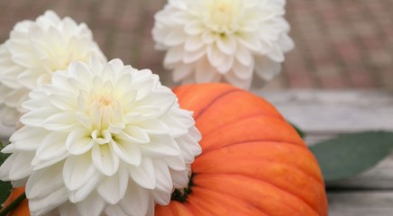 white dahlia flowers and orange pumpkin on weathered wooden table, in bright daylight