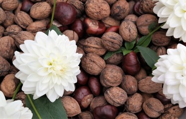 Autumn concept with white decorative dahlia flowers and a collection of walnuts and chestnuts